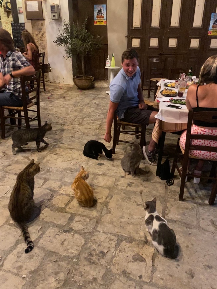 All the cats that came to see what we had for them